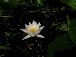 6BF6CDFF 2345 4FFC A8F6 25B7FAB87FAC