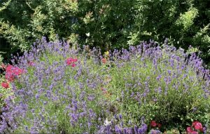 57EECE4C 2BD2 4DB1 9BD7 ACD0072F6E79 1 201 a